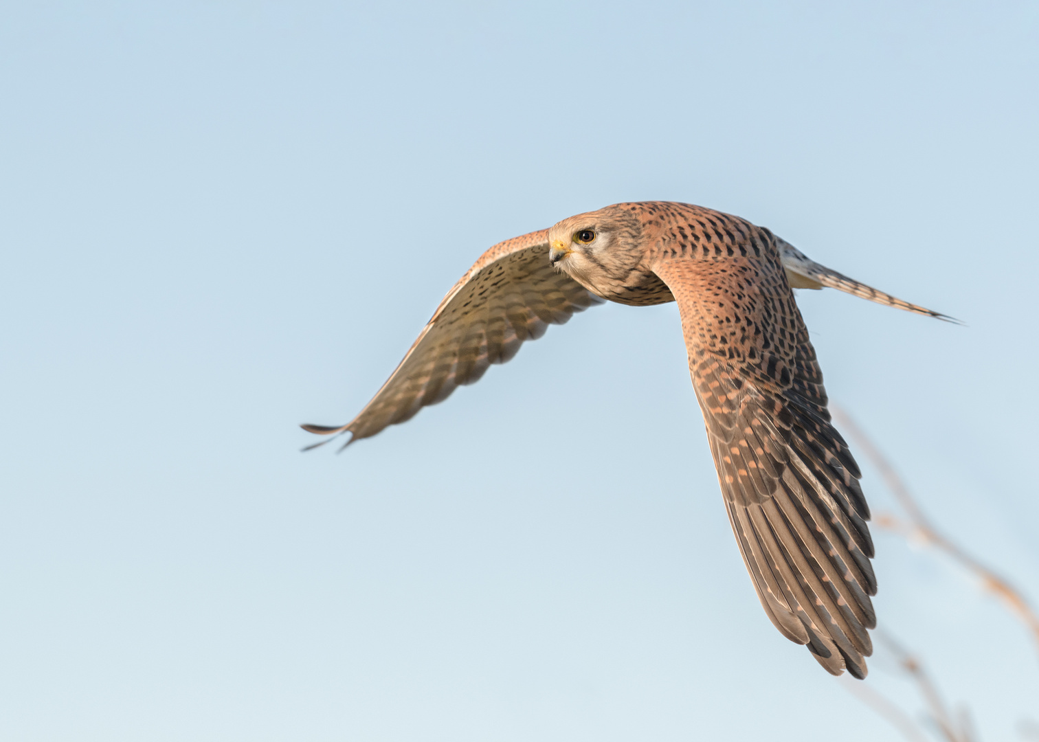 Der Turmfalke (Falco tinnunculus)