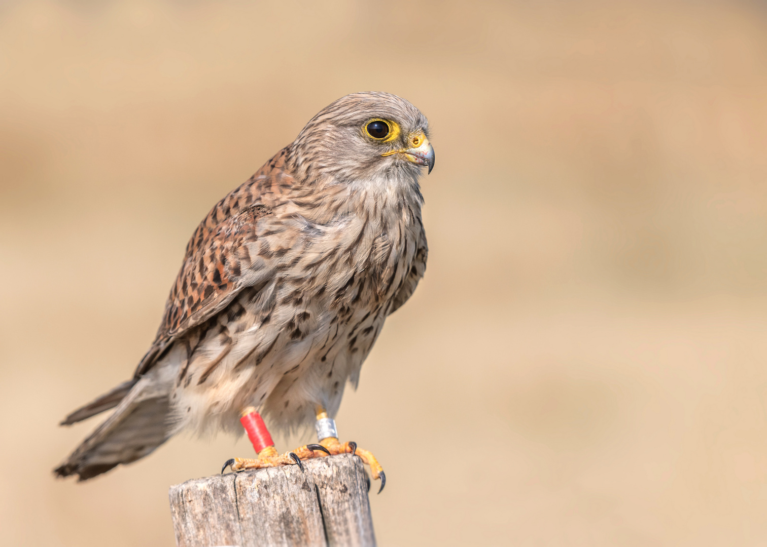 Der Turmfalke (Falco tinnunculus)