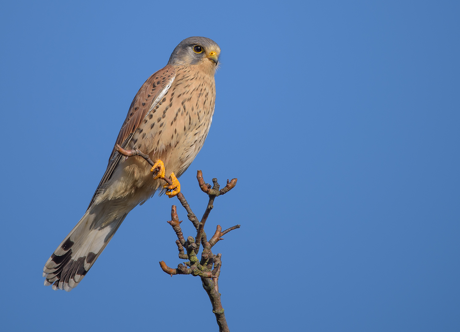 Der Turmfalke (Falco tinnunculus) - Männchen