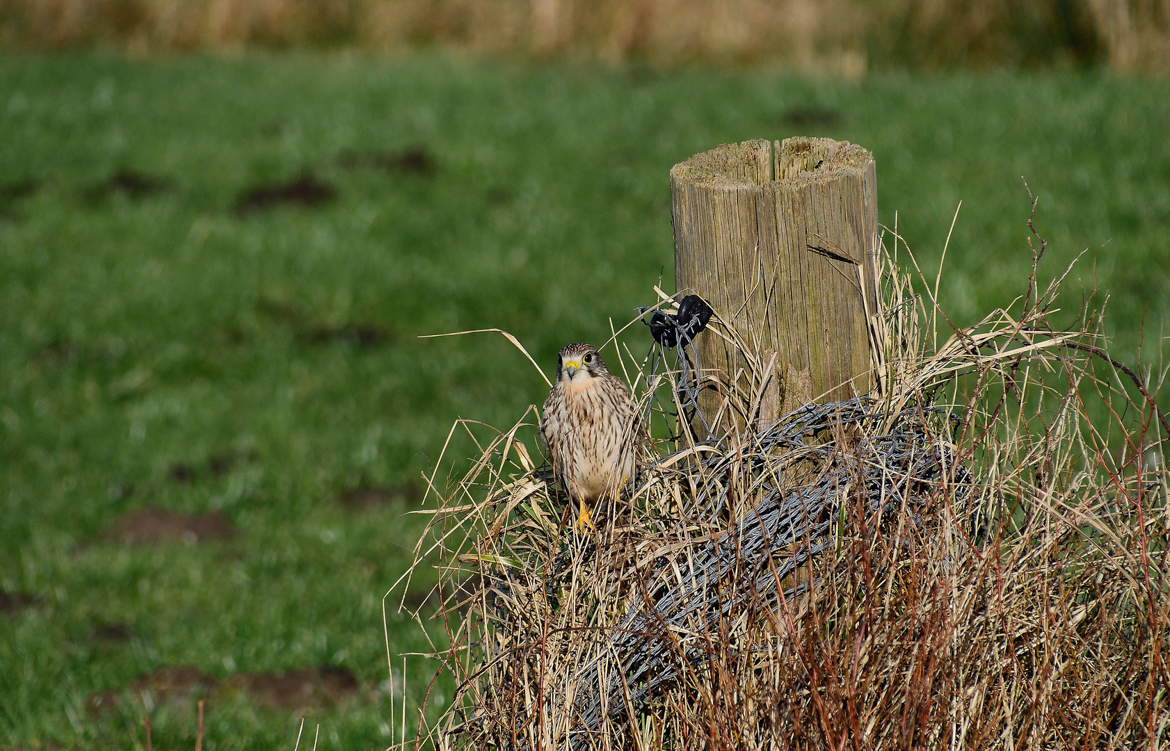 Der Turmfalke