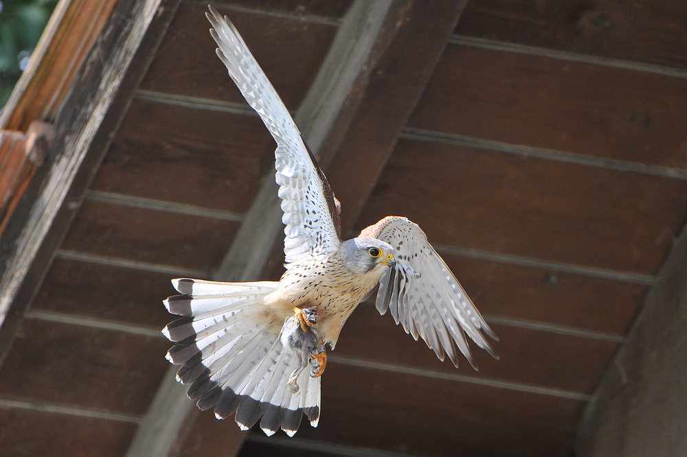 Der Turmfalke hat einen Jungvogel erbeutet.