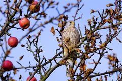 Der Turmfalke  im Apfelbaum 