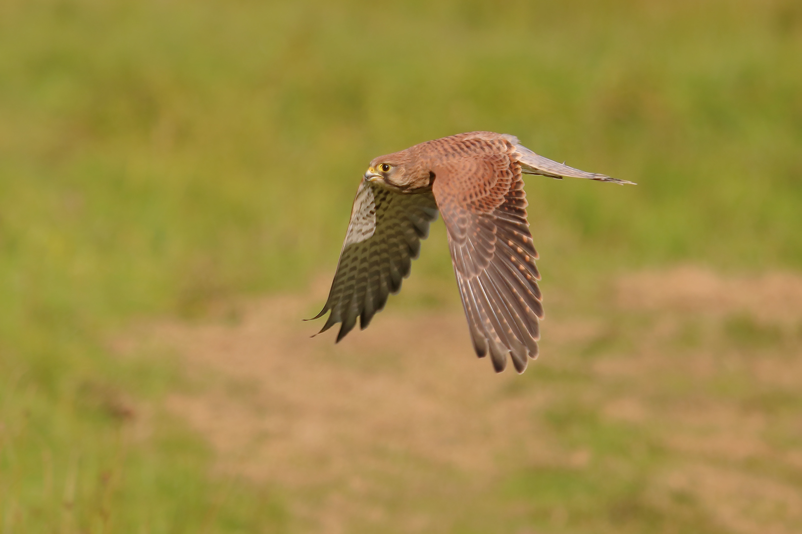 Der Turmfalke im Flug