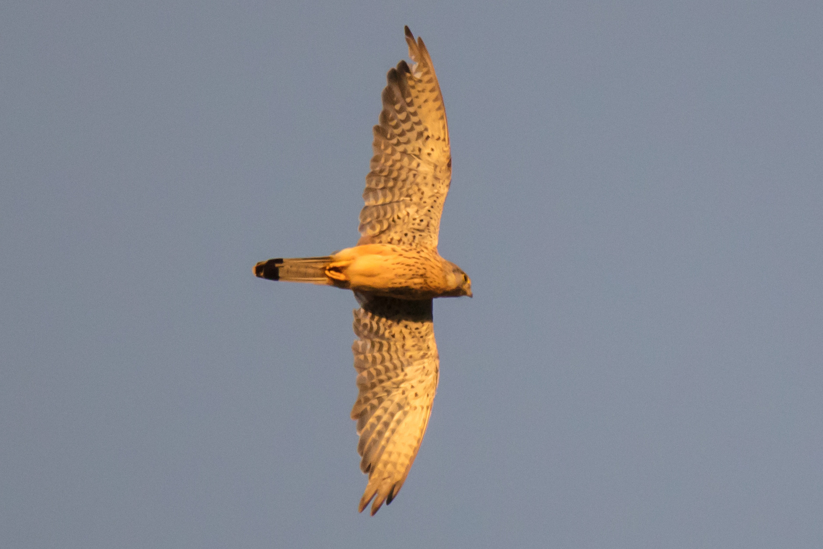 Der Turmfalke im Überflug.