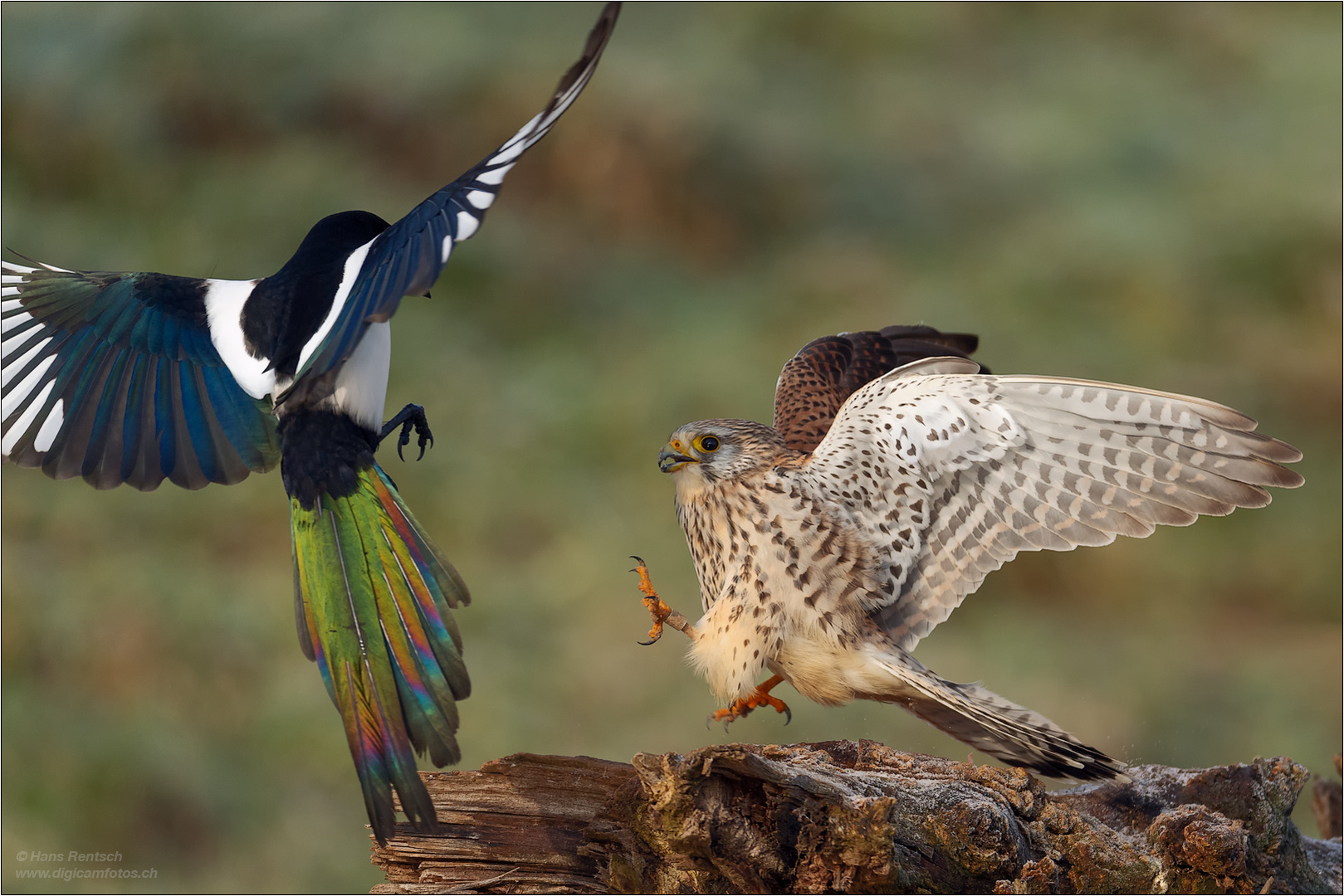 Der Turmfalke lässt sich nicht vertreiben...