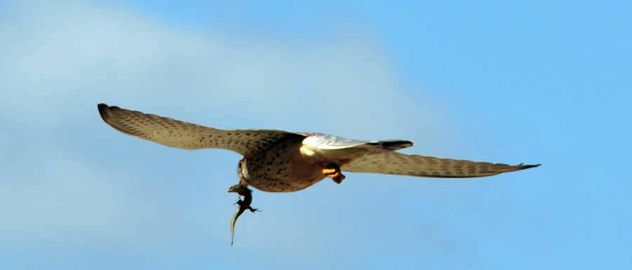 Der Turmfalke mit der Beute.