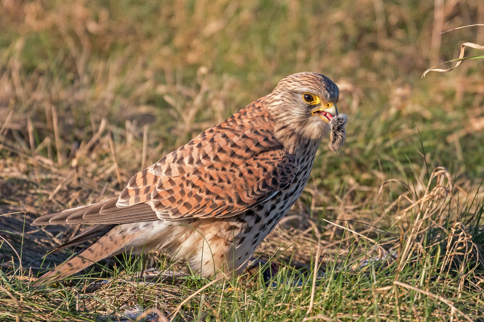 Der Turmfalke mit Mausepelz