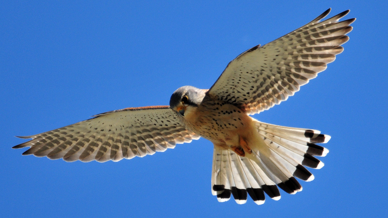 Der Turmfalke sondiert das Terrain.