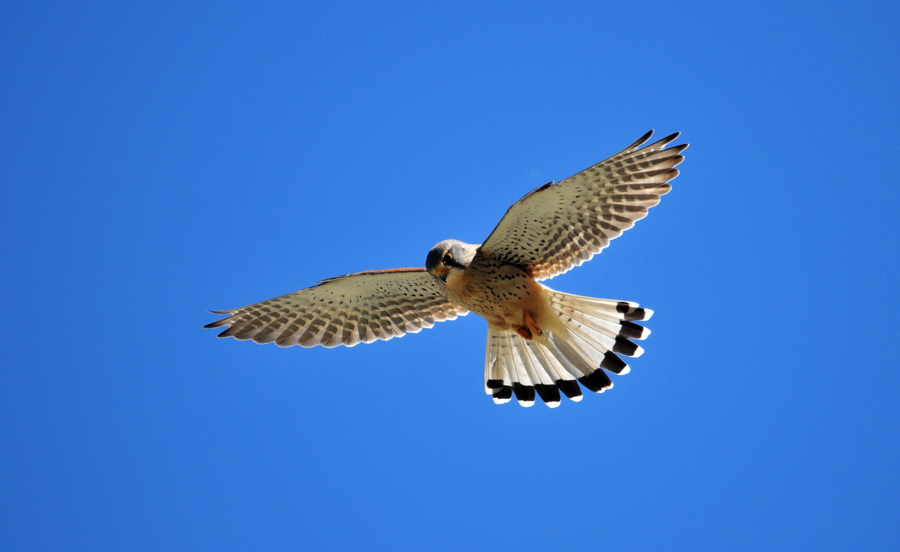 Der Turmfalke sondiert sein Terrain. 2