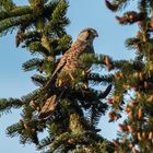 der Turmfalke sonnt sich im Abendlicht