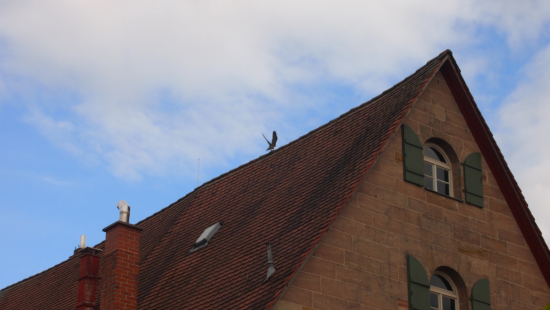 Der Turmfalke wird flügge