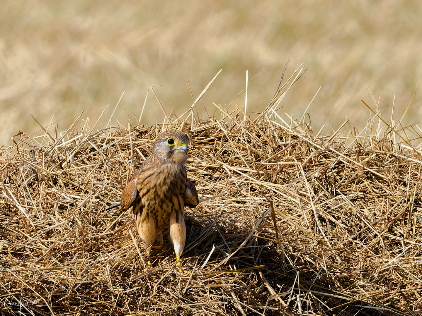 Der Turmfalken Jungspunt (Falco tinnunculus )