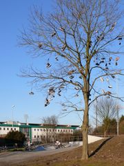 Der Turnschuhbaum blüht