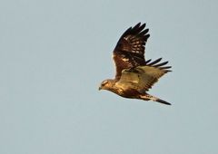 Der typische junge Raufuß