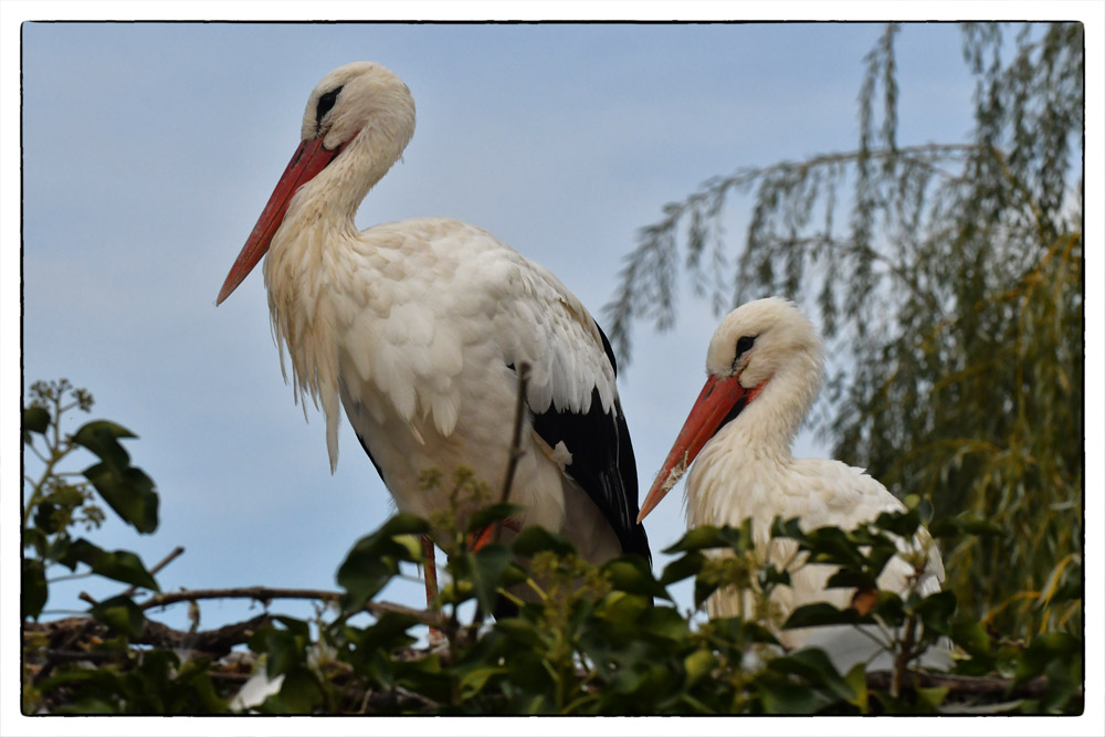 Der typische Vogel im Elsass...