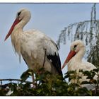 Der typische Vogel im Elsass...