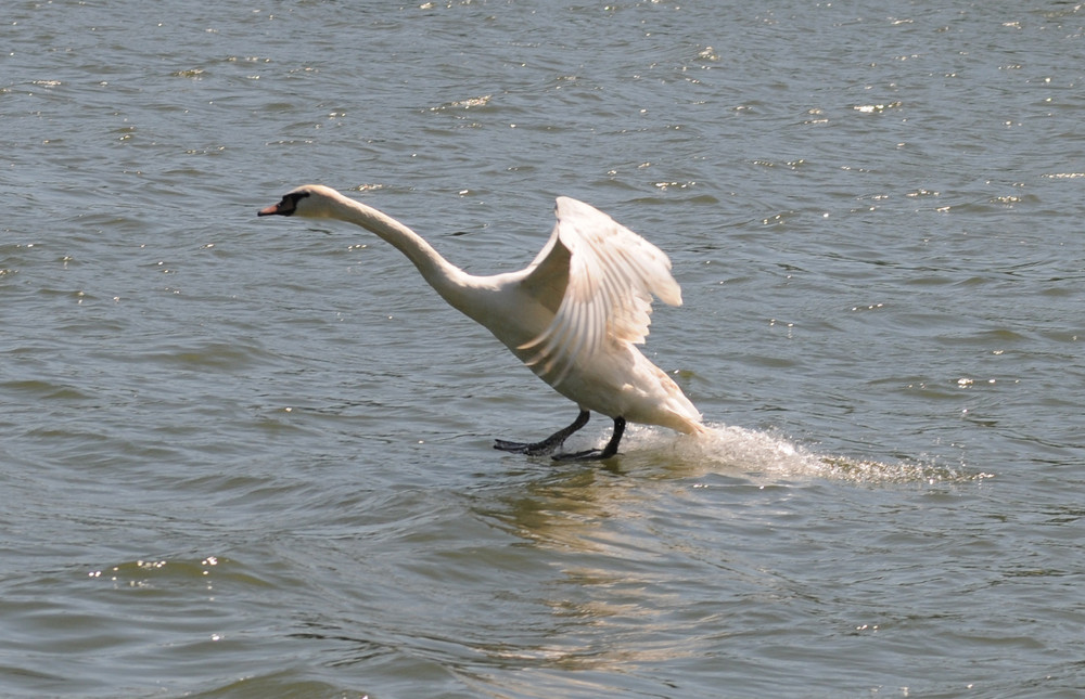 Der über das Wasser ging