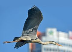 der Überflieger