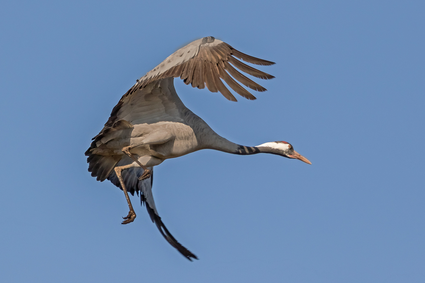 Der Überflieger