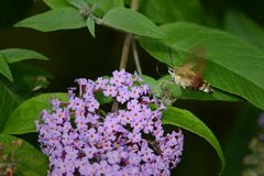 Der Überflieger