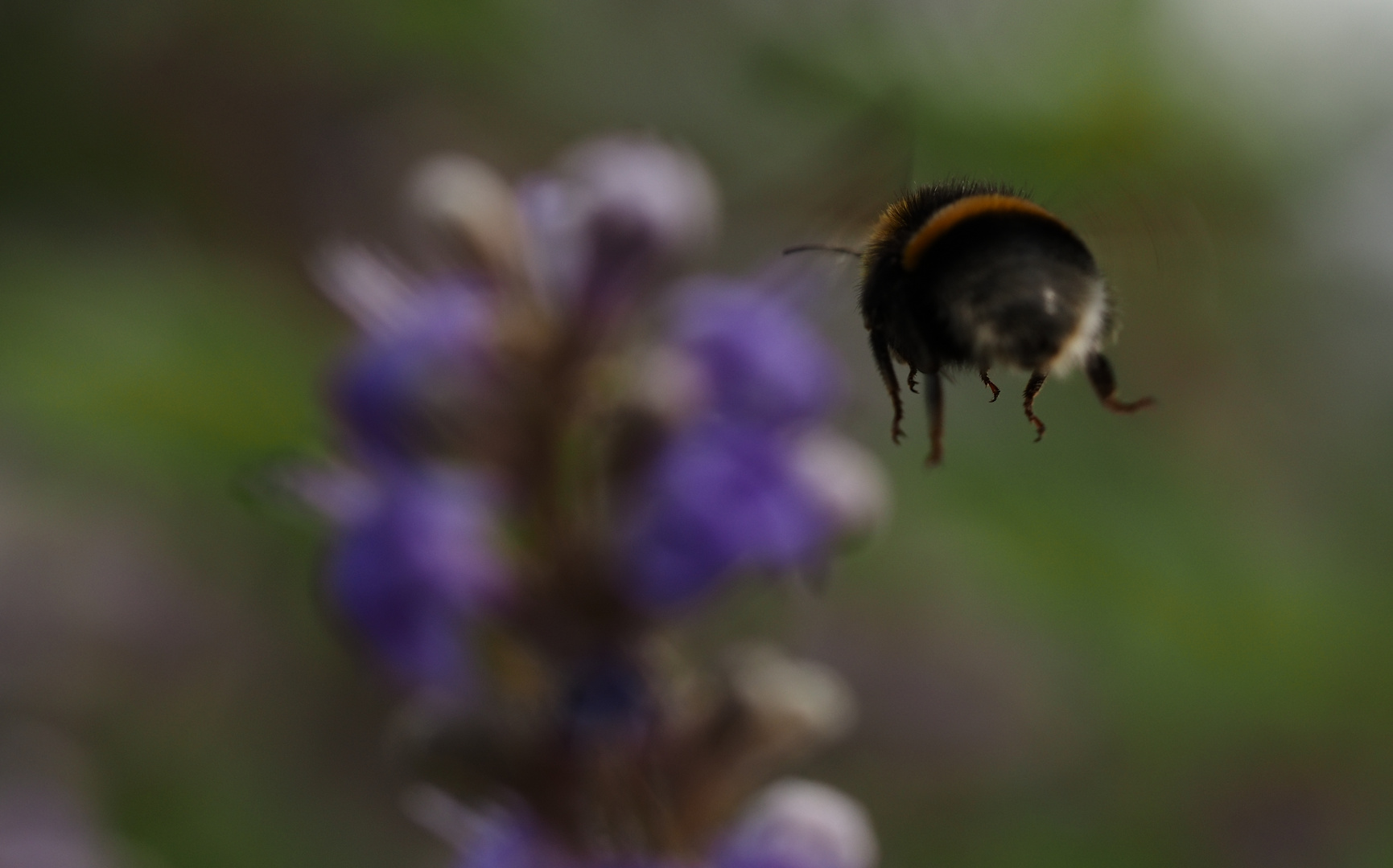 Der Überflieger