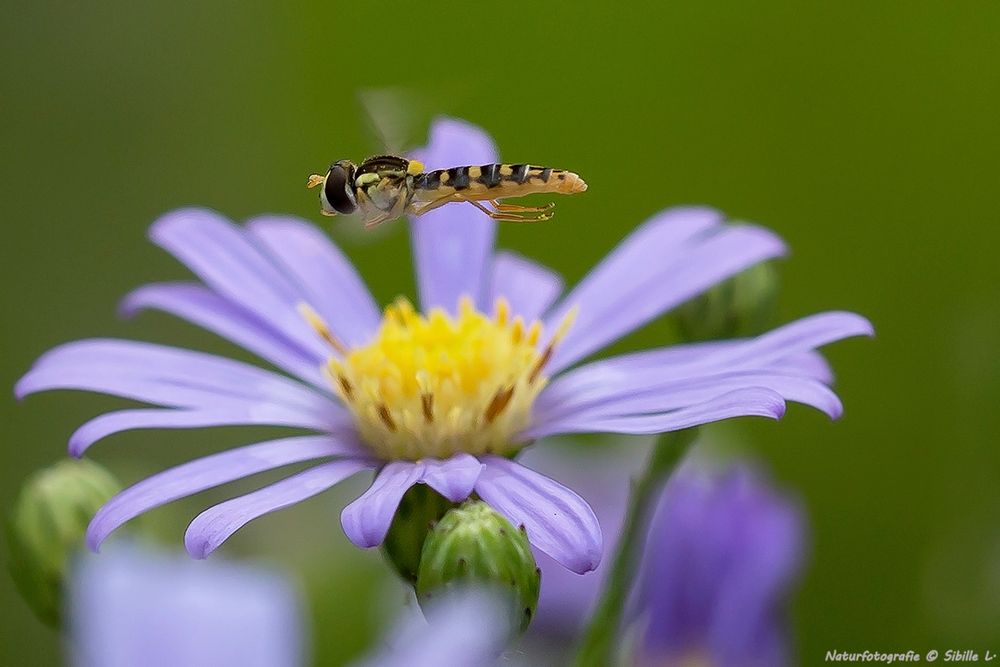 Der Überflieger