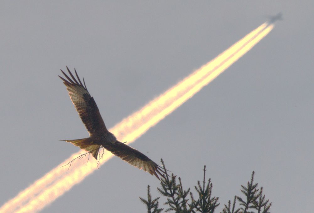 der Überflieger