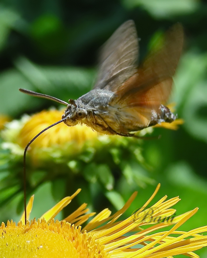 Der Überflieger