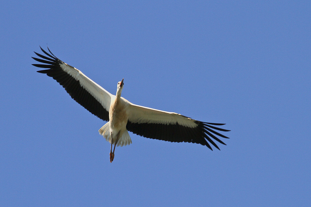 Der Überflieger