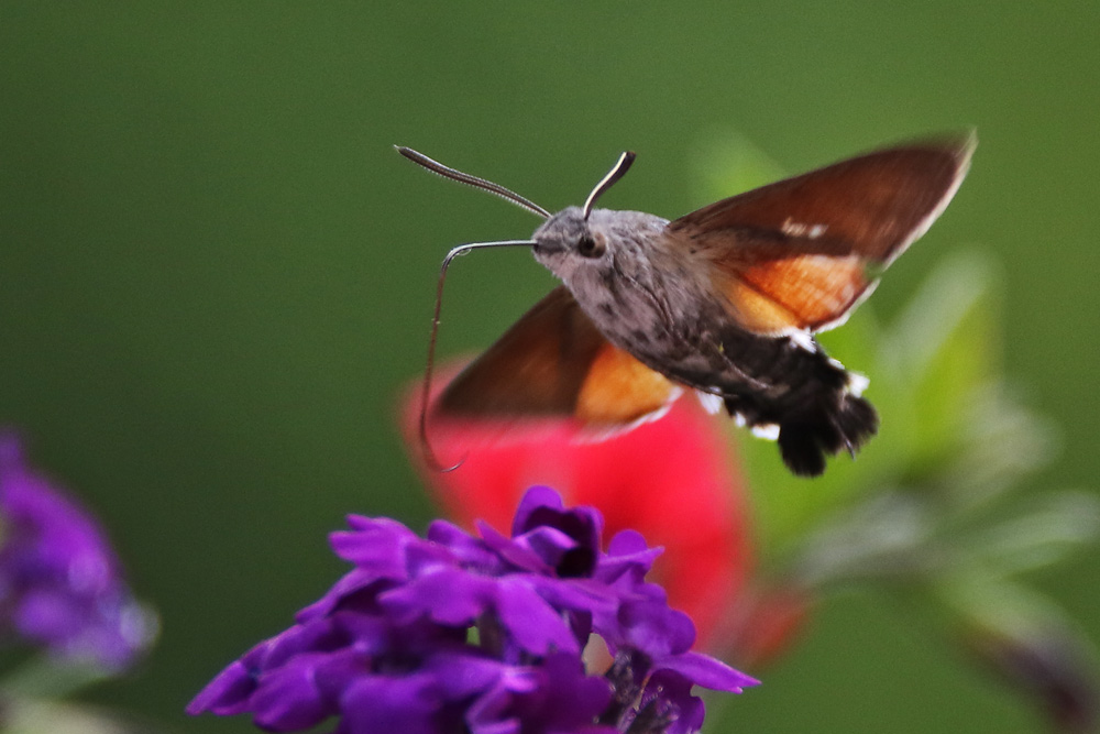 der Überflieger