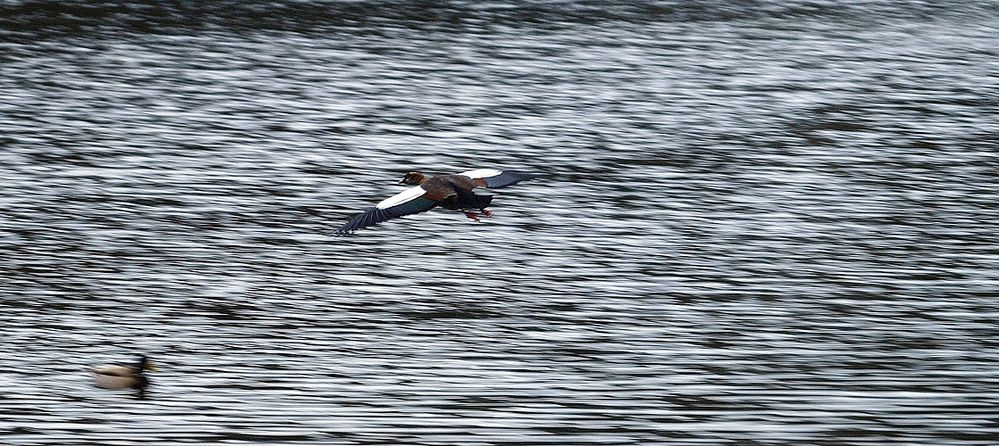 Der Überflieger