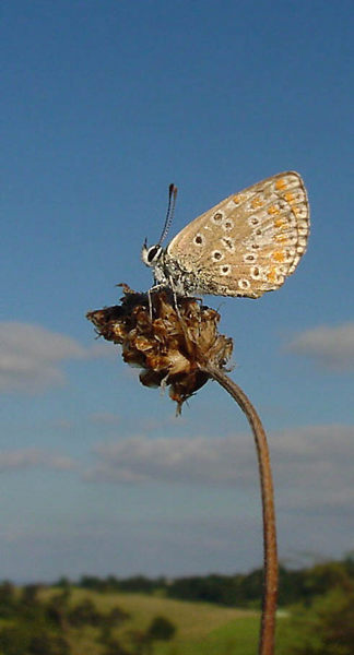 Der Überflieger