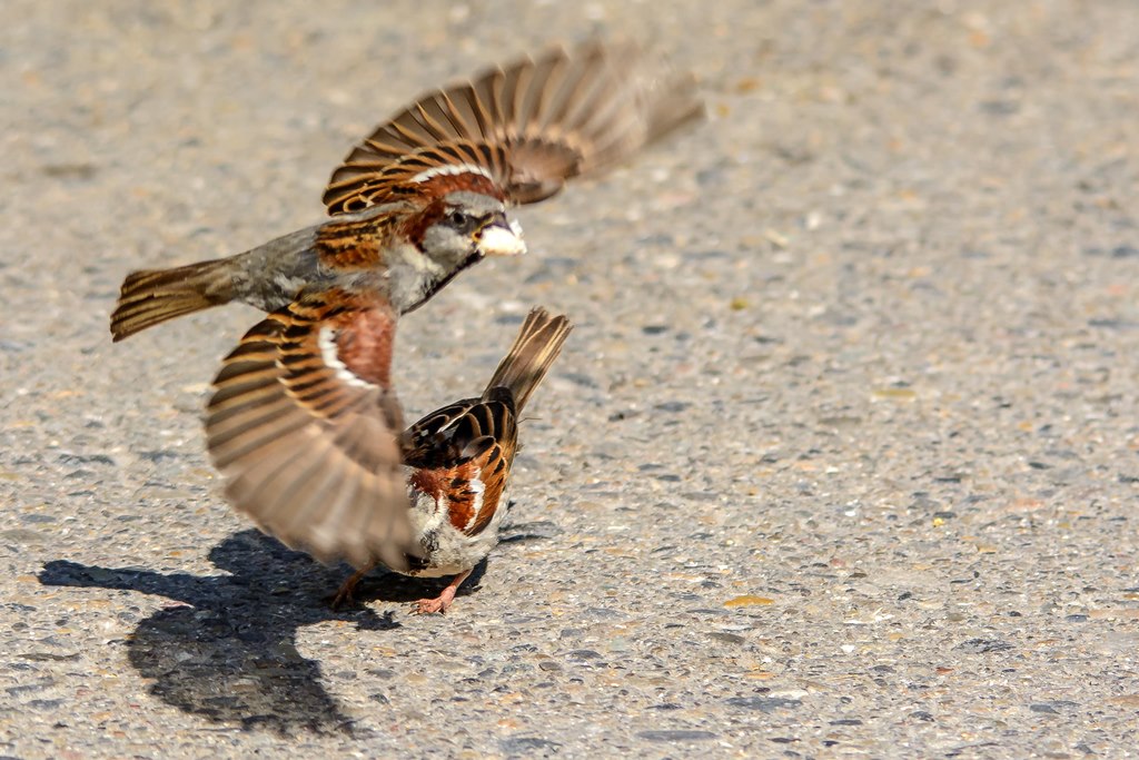 Der Überflieger