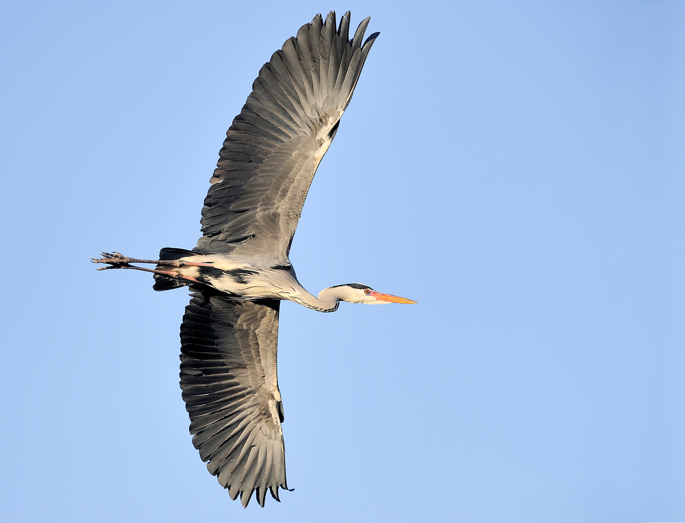 Der Überflieger