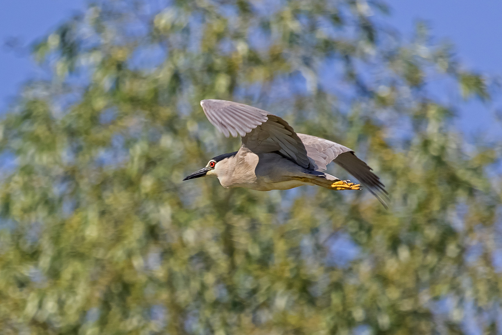 Der Überflieger