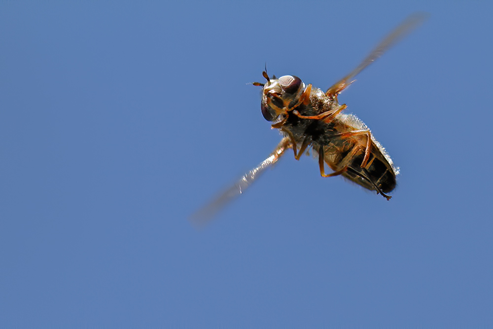 ... der Überflieger ...