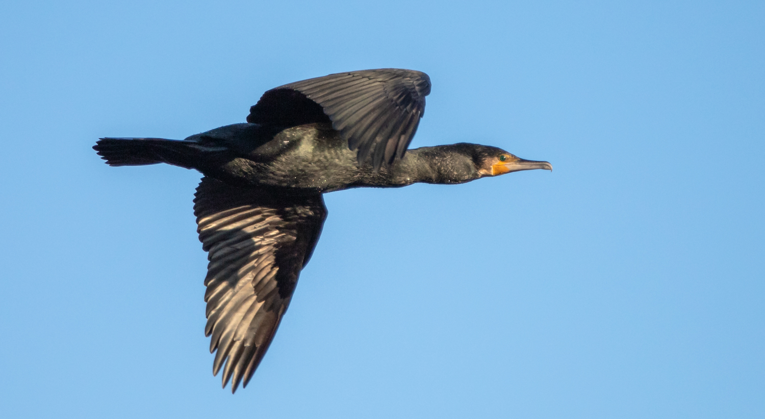 Der Überflieger...