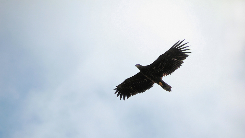 DER ÜBERFLIEGER