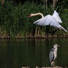 der "Überflieger"