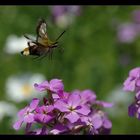 Der Überflieger