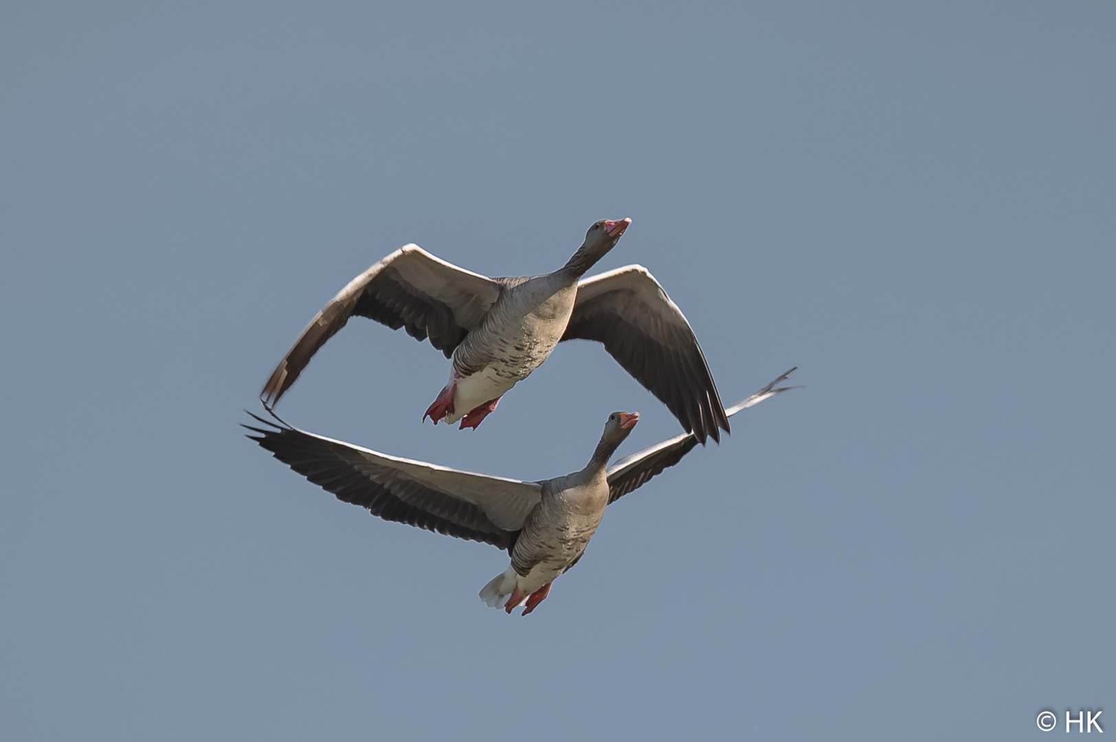 Der Überflieger