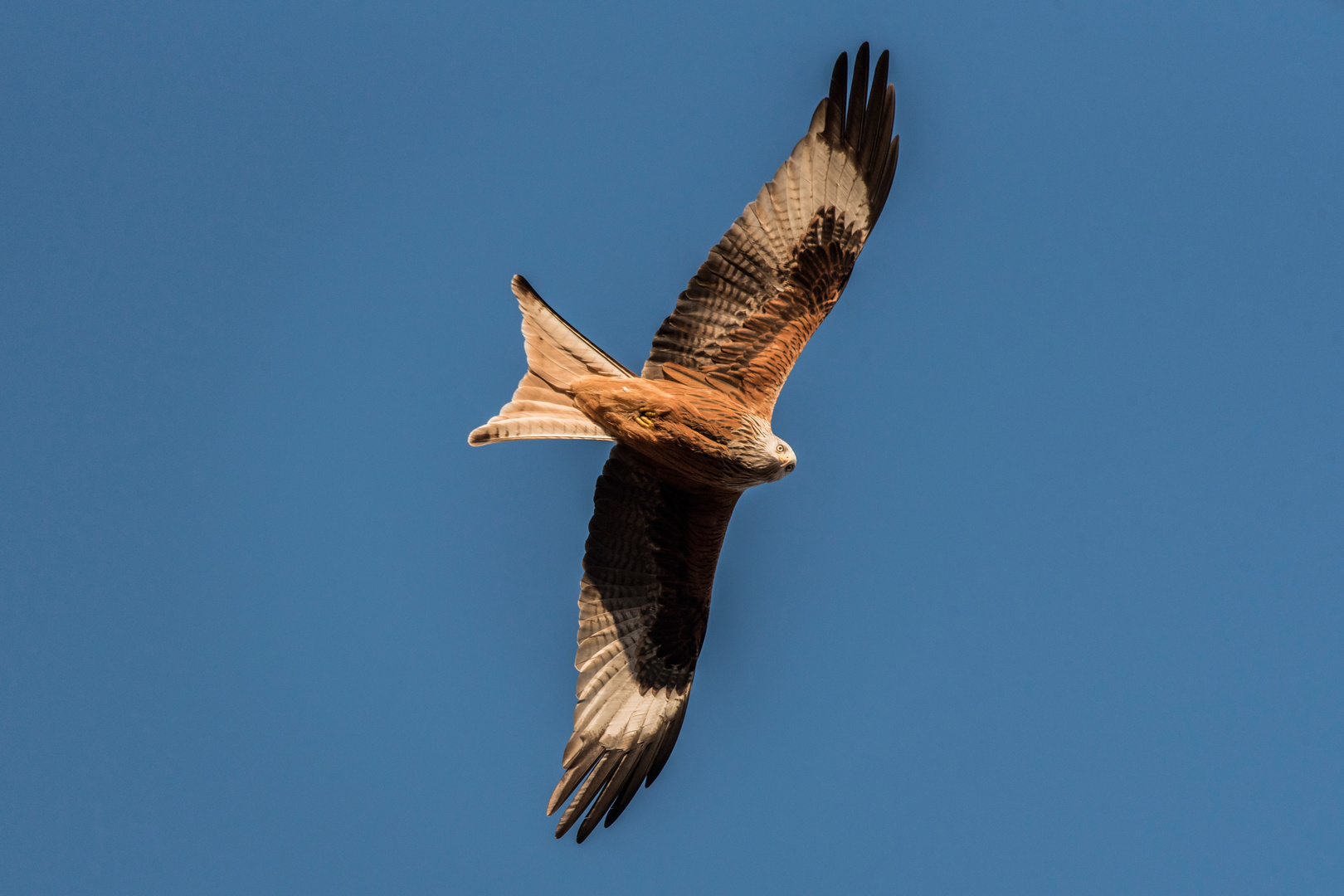 Der Überflieger