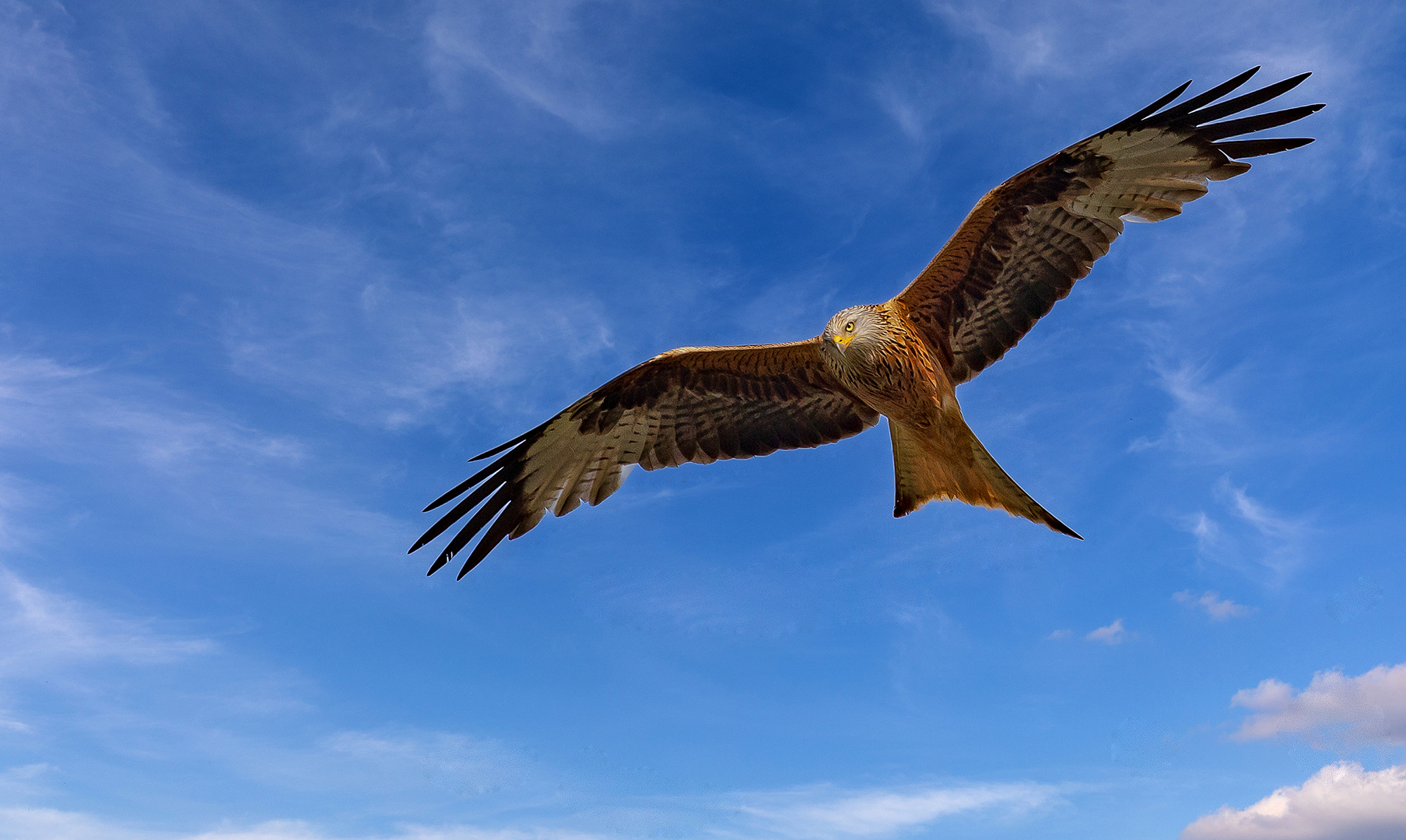 der Überflieger