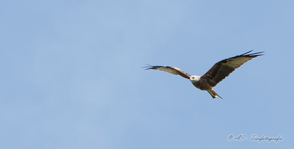 Der Überflieger