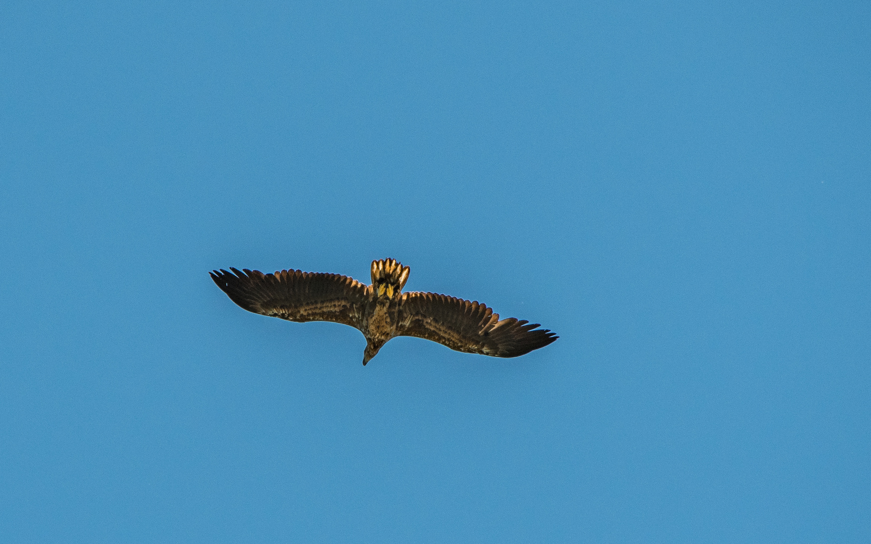 Der Überflieger