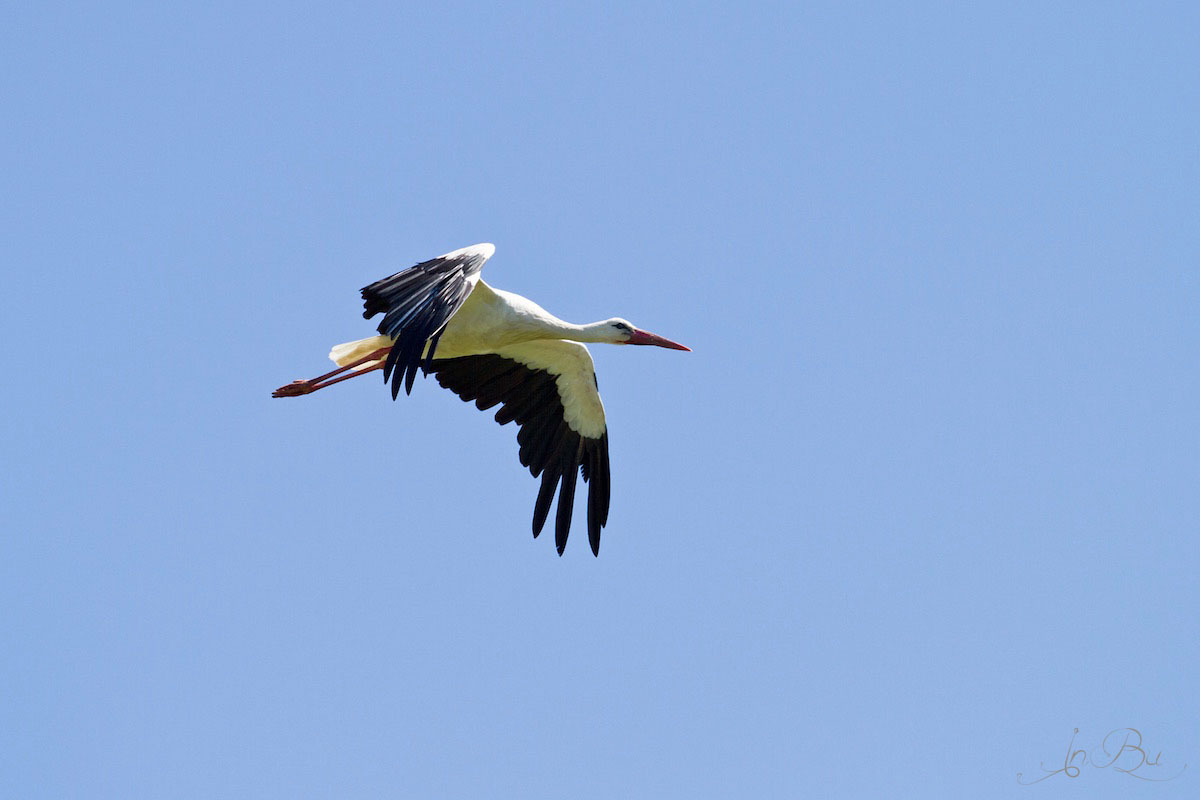 der Überflieger - Storch