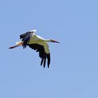 der Überflieger - Storch