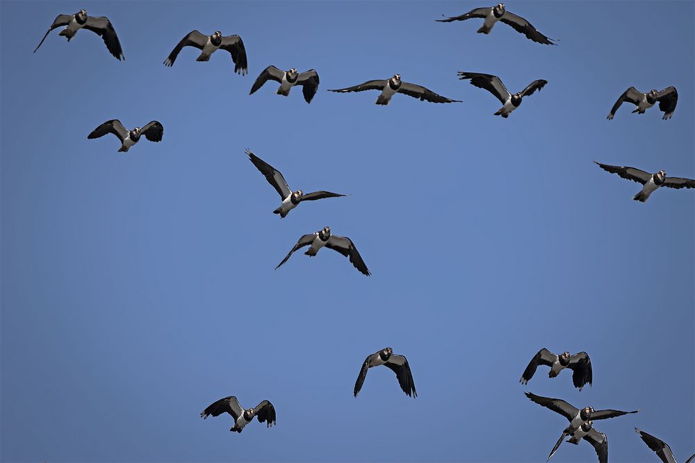 Der Überflug der Kiebitze ....