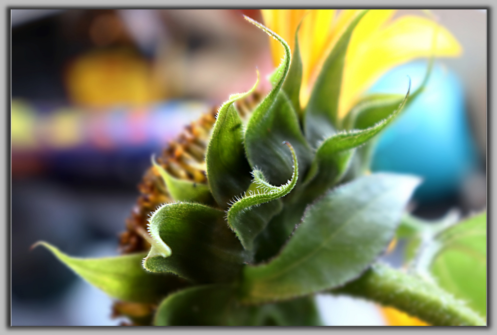 Der Übergang / Sonnenblume