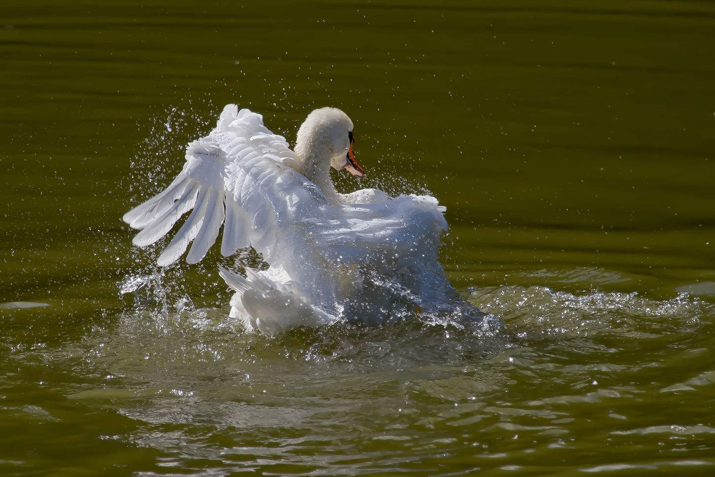 Der übermütige Schwan